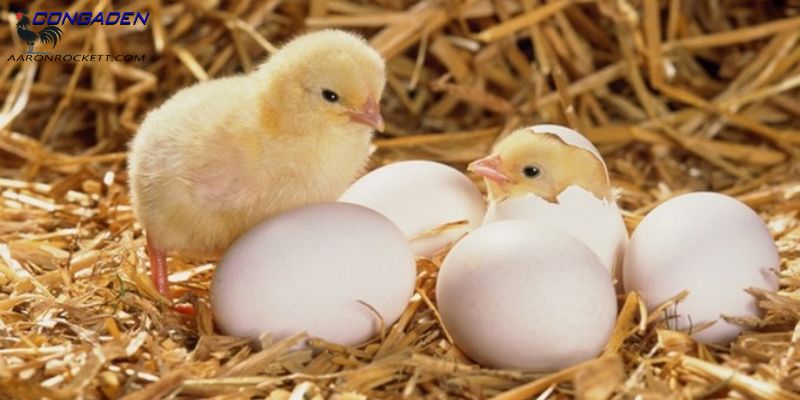 Bảo quản trứng gà để ấp cần chú ý những gì?