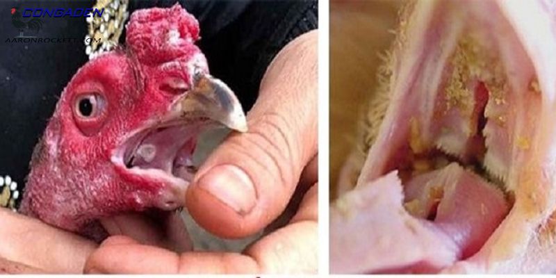 Bệnh nấm họng ở gà chọi xuất hiện do đâu