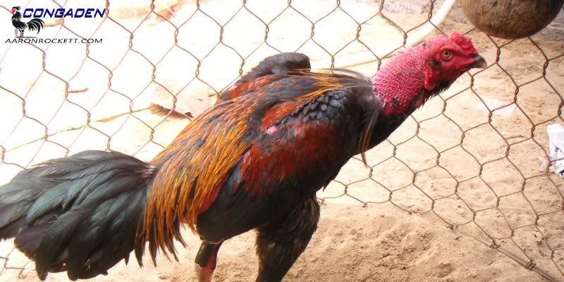 Các biểu hiện ban đầu của gà chọi khi chân yếu