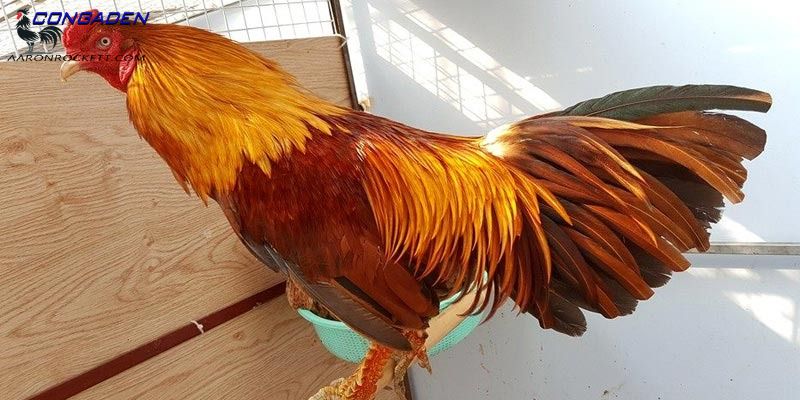 Các loại vảy gà chọi không tốt và cách nhận dạng