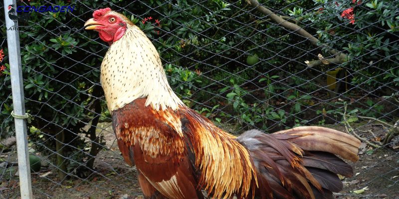 Các nguyên nhân chủ yếu dẫn đến gà chọi yếu chân