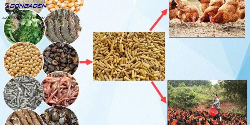 Cách cho gà chọi ăn theo từng giai đoạn phát triển