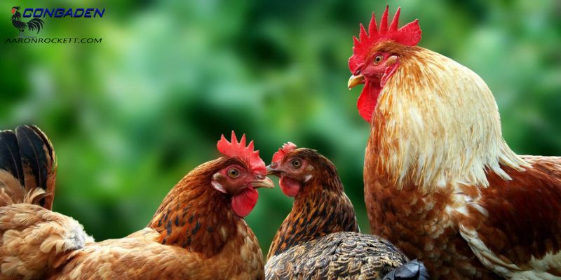 Cách ghép gà trống mái chuẩn trong chăn nuôi