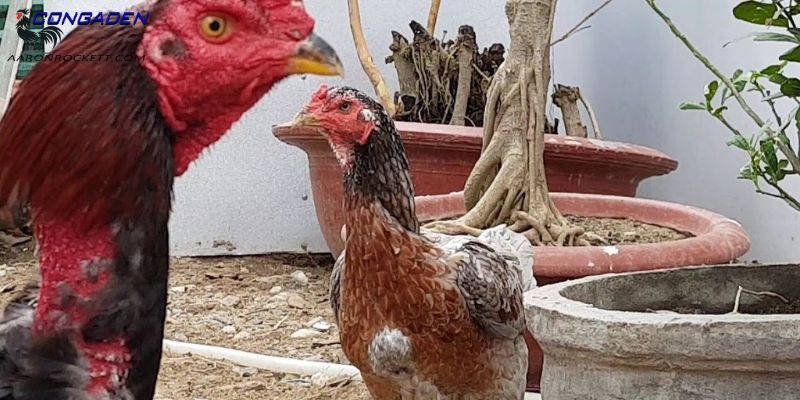 Cách ghép gà trống mái có gì quan trọng