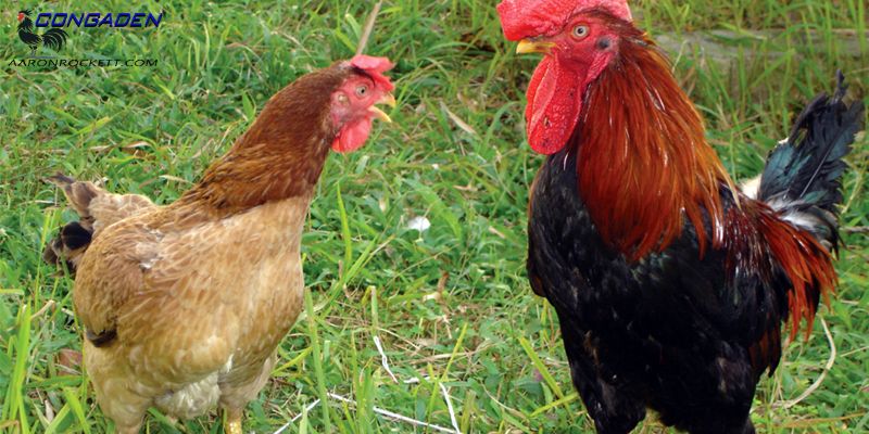 Cách ghép gà trống mái