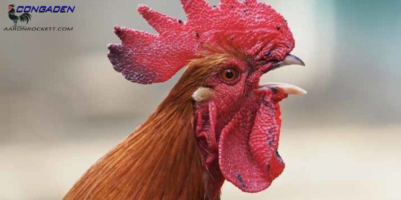 Cách nhận diện gà chọi bị nấm họng