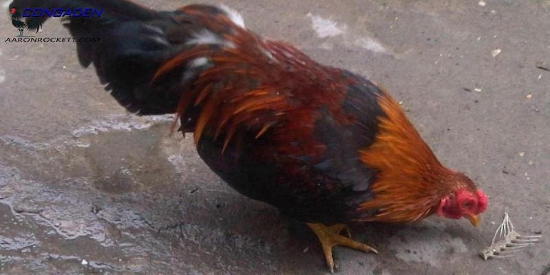 Cách phòng ngừa trường hợp gà bị ốm trong