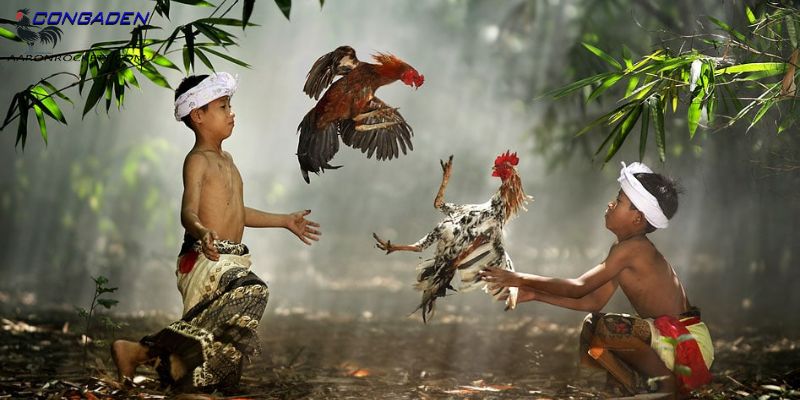 Cách tắm cho gà chọi
