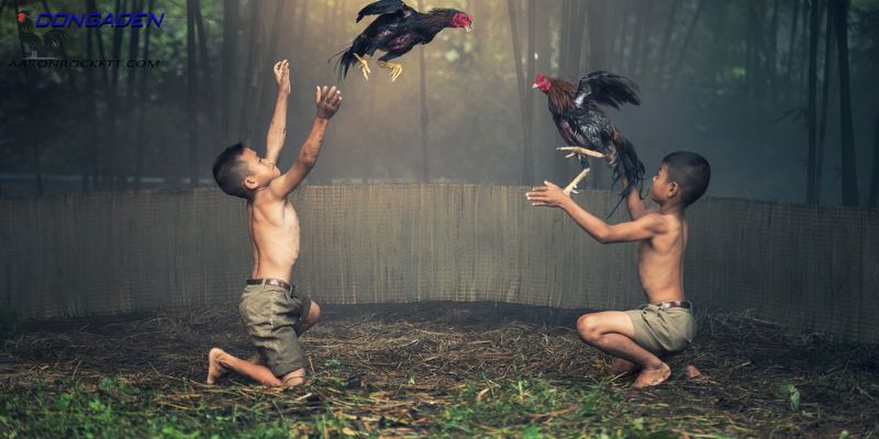 Cần lưu ý điều gì trong cách tắm cho gà chọi?