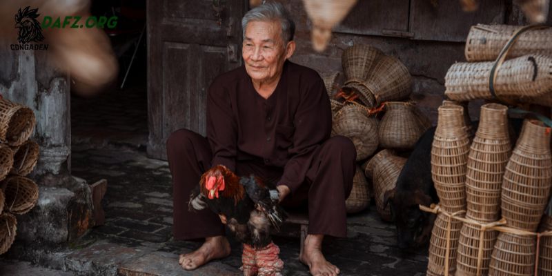 Chọn gà Đông Tảo thuần chủng quan trọng ra sao