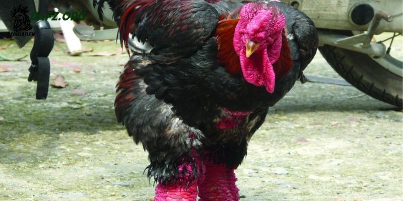 Chọn gà Đông Tảo thuần chủng từ khi gà con nhỏ