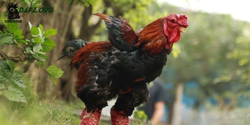 Chọn gà Đông Tảo thuần chủng