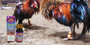Chữa bệnh cho gà bằng thuốc nam