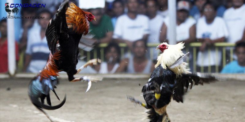 Đá gà cựa dao có gì khác so với đá gà đòn