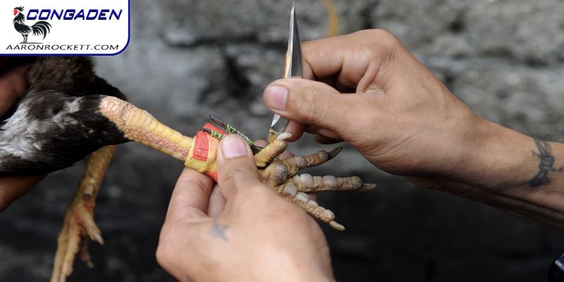 Gà đá cựa dao được nhiều người yêu thích