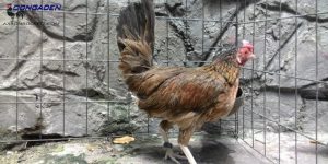 Gà mái cựa tốt hay xấu