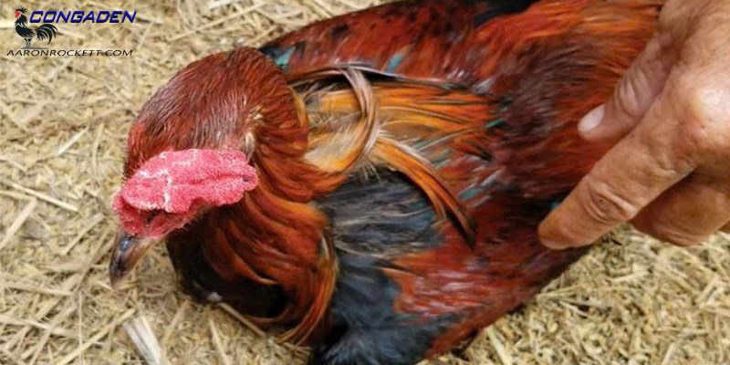 Hướng dẫn cách nhận diện bệnh ORT ở gà