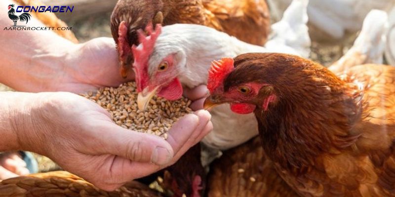 Hướng dẫn cách phòng ngừa bệnh EDS ở gà