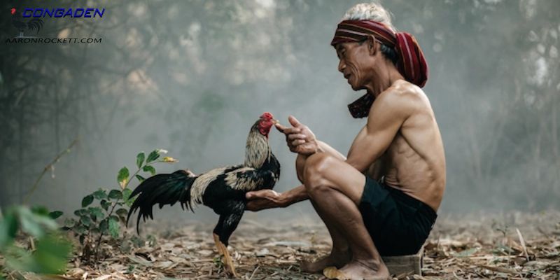Lựa chọn thời điểm thích hợp để tắm cho gà