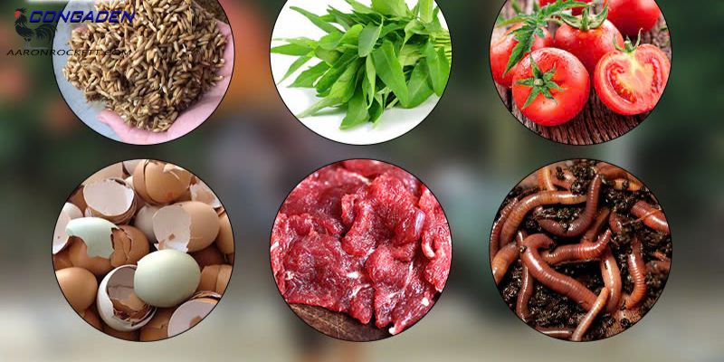 Lưu ý cần nhớ khi sử dụng thức ăn cho gà đá
