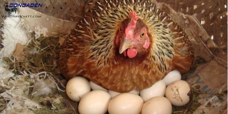Môi trường ảnh hưởng đến chất lượng trứng ra sao