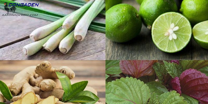 Một số bài thuốc Nam hữu ích để chữa bệnh hô hấp cho gà