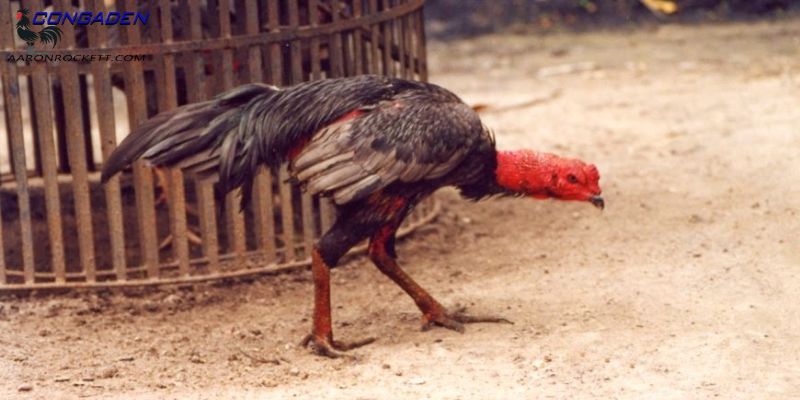 Phương pháp phòng tránh yếu chân cho gà chọi