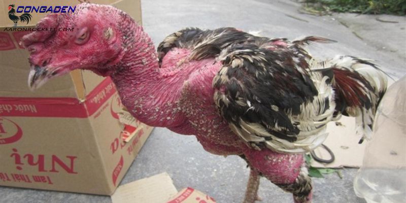 Sự nguy hiểm tiềm ẩn khi gà bị ốm trong