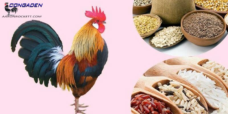 Tầm quan trọng của ngũ cốc đối với gà chọi