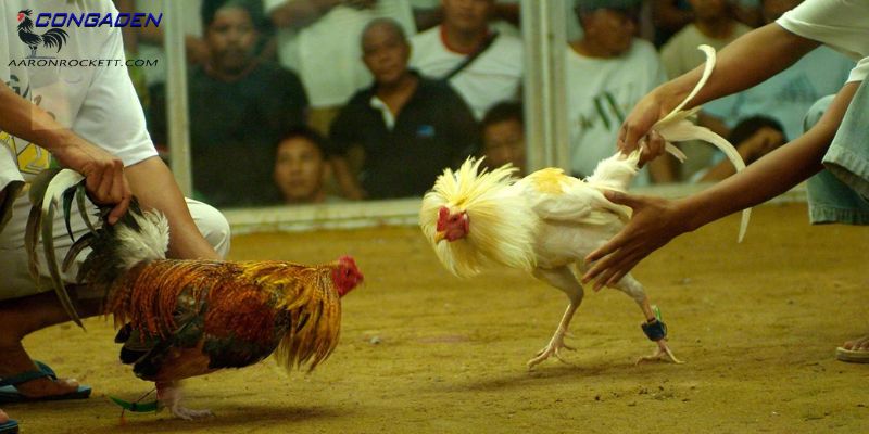 Tham gia đá gà cựa dao cần chú ý những gì?