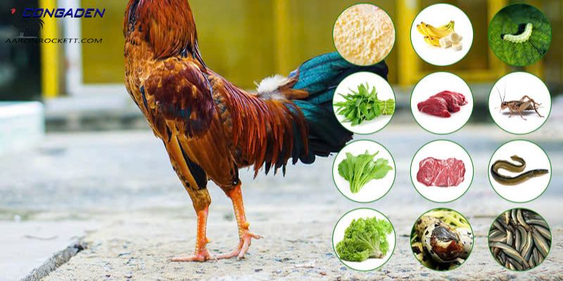 Thức ăn cho gà đá vì sao lại quan trọng đến vậy?