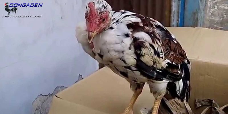 Tổng quan đôi nét về bệnh ORT ở gà
