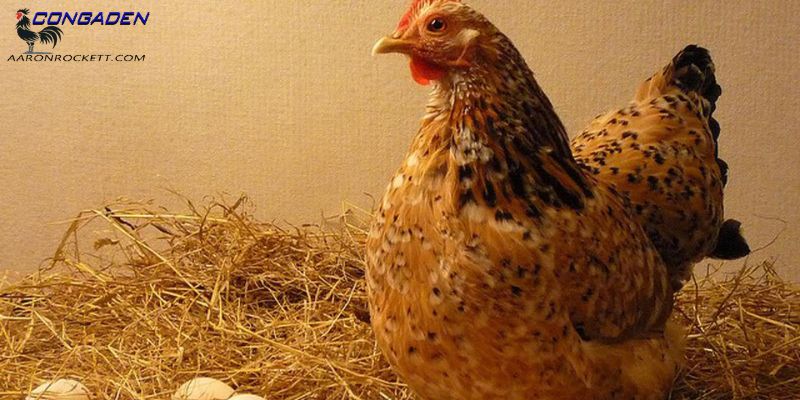 Vì sao nên bảo quản trứng gà để ấp?