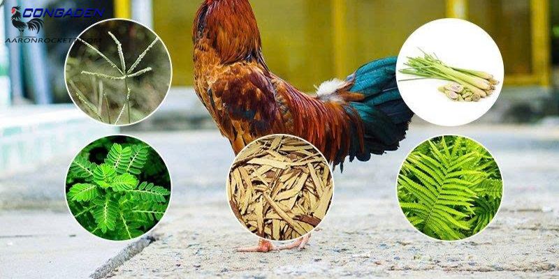 Vì sao nên chữa bệnh cho gà bằng thuốc Nam?