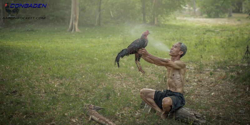 Vì sao nên tắm cho gà chọi đúng cách?