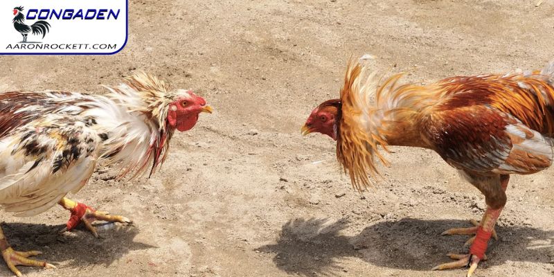 Xem gà chọi đòn truyền thống tại Congaden
